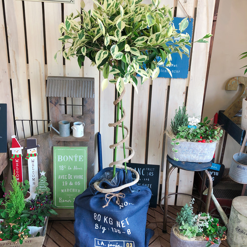 レア♡現品限り【ガジュマル 斑入り】大きめ観葉植物♪希少 レア♡現品限り【ガジュマル 斑入り】大きめ観葉植物♪希少