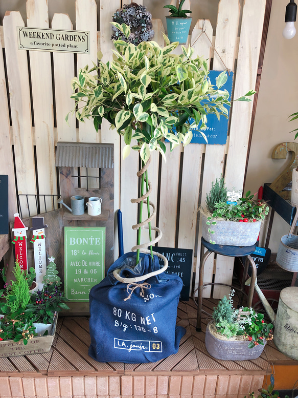 レア♡現品限り【ガジュマル 斑入り】大きめ観葉植物♪希少おしゃれ