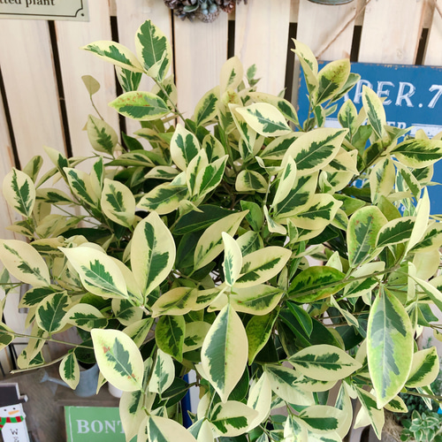 レア♡現品限り【ガジュマル 斑入り】大きめ観葉植物♪希少 レア♡現品限り【ガジュマル 斑入り】大きめ観葉植物♪希少