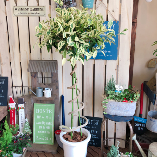 レア♡現品限り【ガジュマル 斑入り】大きめ観葉植物♪希少おしゃれ