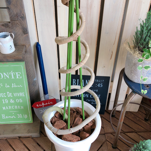 レア♡現品限り【ガジュマル 斑入り】大きめ観葉植物♪希少おしゃれ