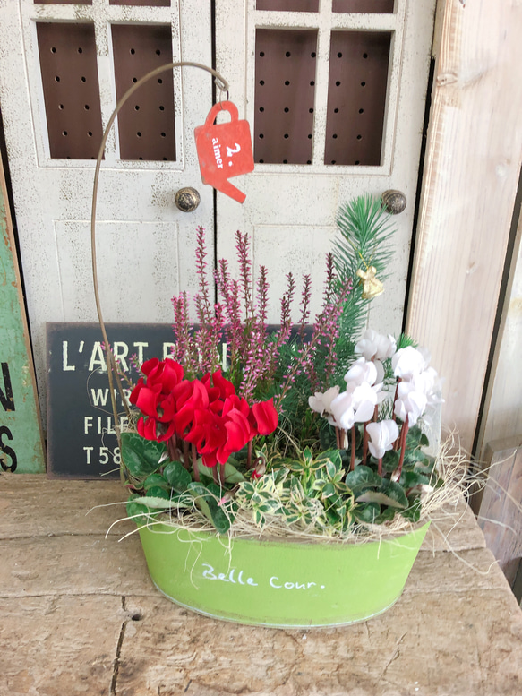 新作♡【シクラメン入りガーデニング】クリスマスお正月寄せ植え