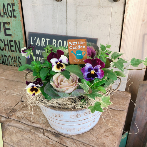 新作♡現品ラスト【ミニ葉牡丹&パンジー 寄せ植え】可愛いガーデニング