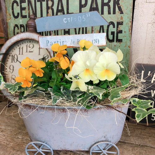 新作♡現品【みかん色とレモン色 ビオラ寄せ植え】可愛いガーデニング