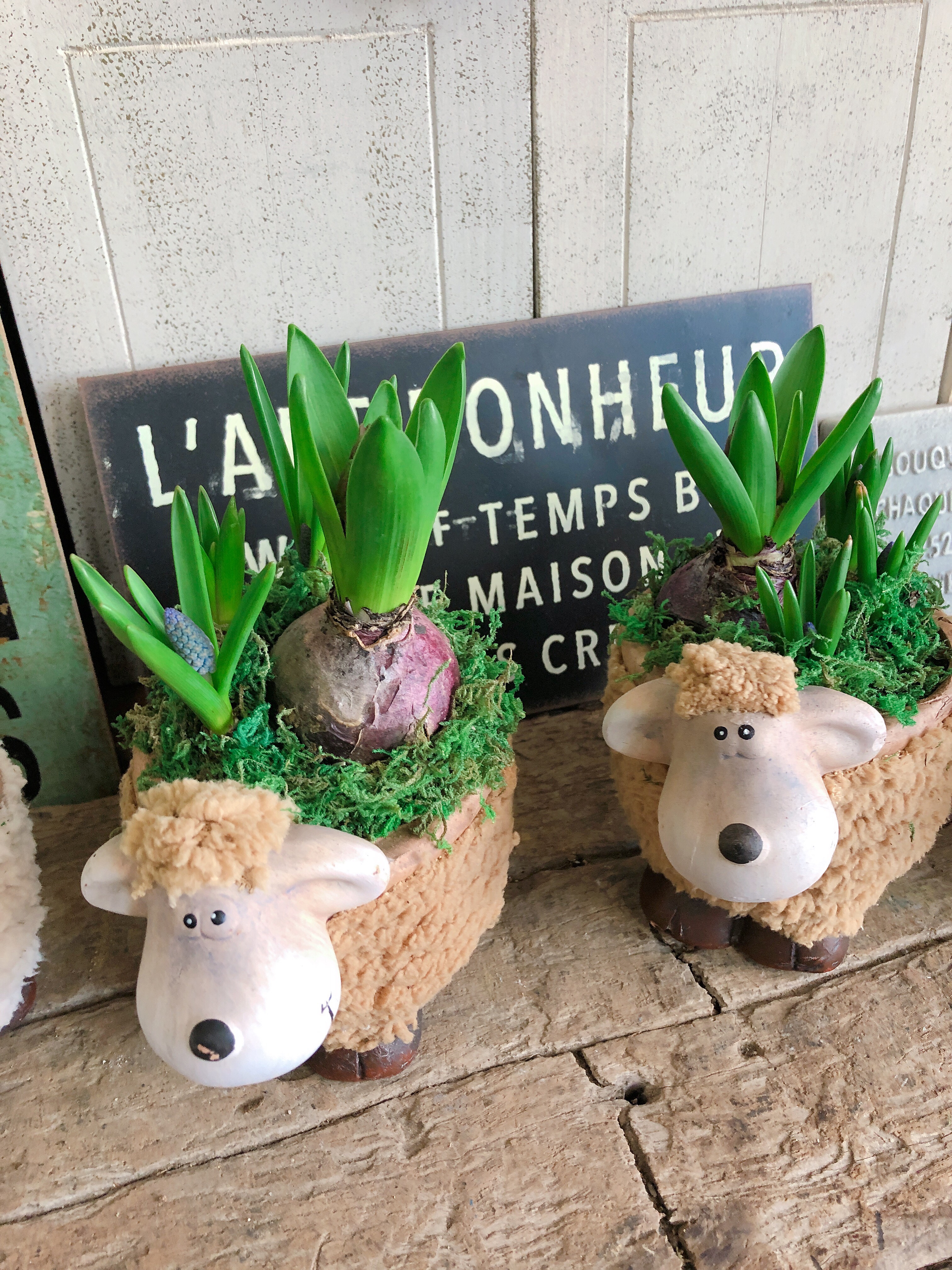 植木鉢　詰め合わせ ア*ム様