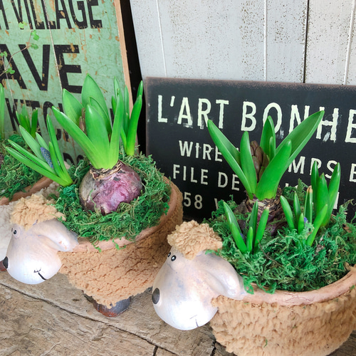 ラスト！ひつじ陶器鉢♡ふわふわモコモコ【ヒヤシンス&ムスカリ 寄せ