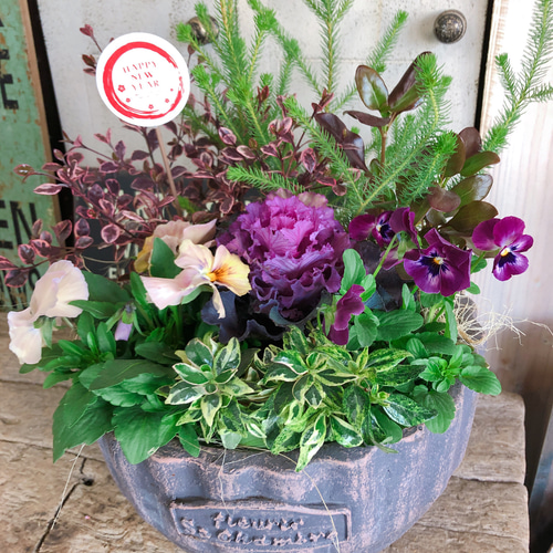 葉牡丹　ビオラ　シクラメン 等　寄せ植え 直径約38cm楕円形ウッドプランター ぞうさんビオラ】とガーデンシクラメン【｜熊本の大型総合園芸店