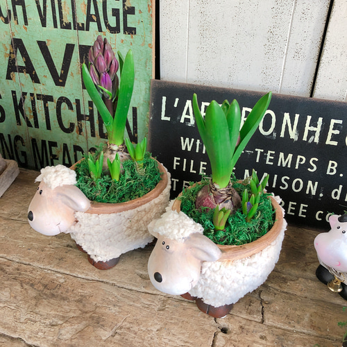 再登場！ひつじ陶器鉢♡ふわふわモコモコ【ヒヤシンス&ムスカリ 寄せ