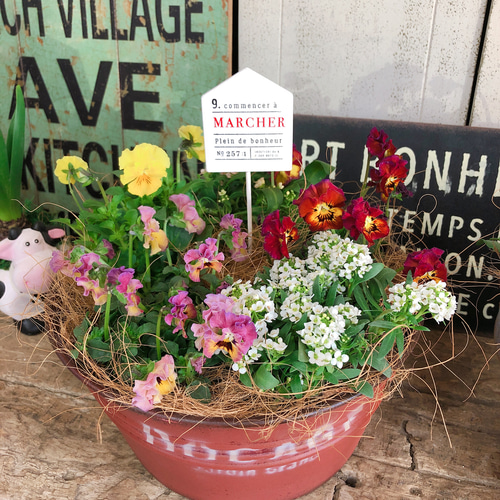 新作♡現品のみ【春色 ビオラ寄せ植え】かわいいガーデニング♡赤系