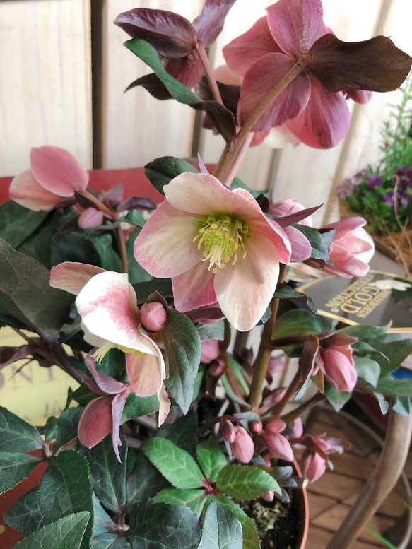 ご確認用　ローズレース　クリスマス向け真っ赤　黒　お洒落な花柄 ご確認用 ローズレース クリスマス向け真っ赤 黒 お洒落な花柄