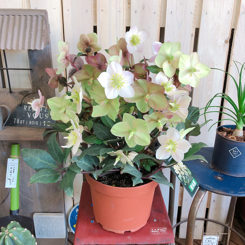 クリスマスローズ クリスマスローズ専用鉢：Rose de Noel Parfaite Lサイズ（7号