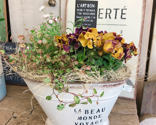 新作♡現品のみ【フリルパンジー寄せ植え】アンティークカラー