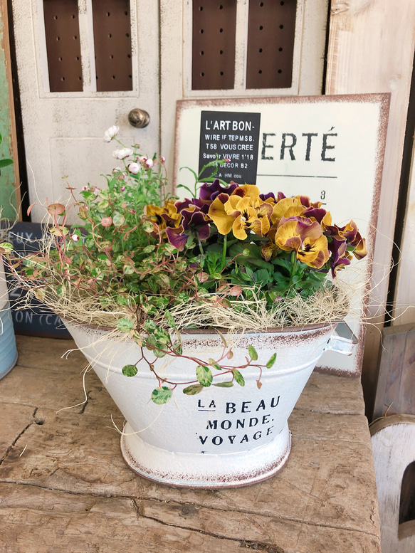 美しい寄せ植えのコツとアイデア * * *POPなLadyカラーの寄せ