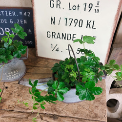 新作ラスト♡ミニサイズ【シュガーバイン】ジョーロ型ブリキ鉢♪ナチュラルグリーン♡植物インテリア 4枚目の画像