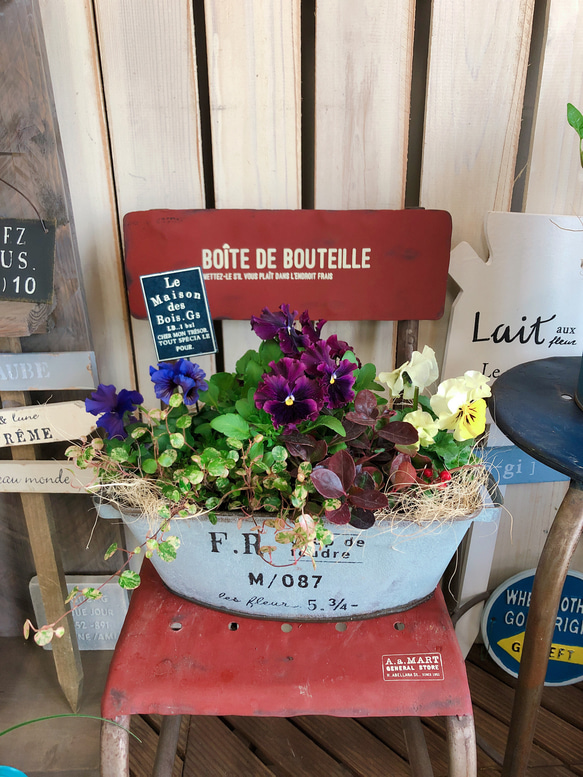 現品SALE♡【フリルパンジー 寄せ植え】ピックつき！おしゃれ