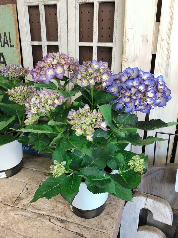 再販ラスト♡【アンティークカラー系あじさい】おしゃれな紫陽花♡毎年楽しめる季節のお花♡プレゼントにも♪ 1枚目の画像