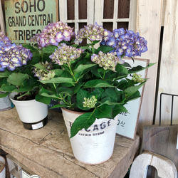 再販ラスト♡【アンティークカラー系あじさい】おしゃれな紫陽花♡毎年楽しめる季節のお花♡プレゼントにも♪ 3枚目の画像