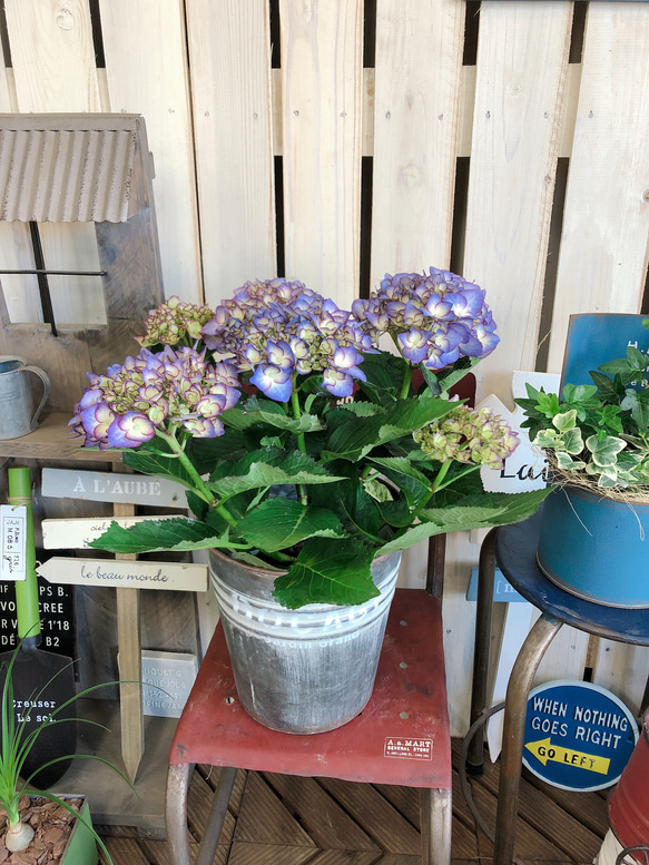 再販ラスト♡【アンティークカラー系あじさい】おしゃれな紫陽花♡毎年楽しめる季節のお花♡プレゼントにも♪ 5枚目の画像