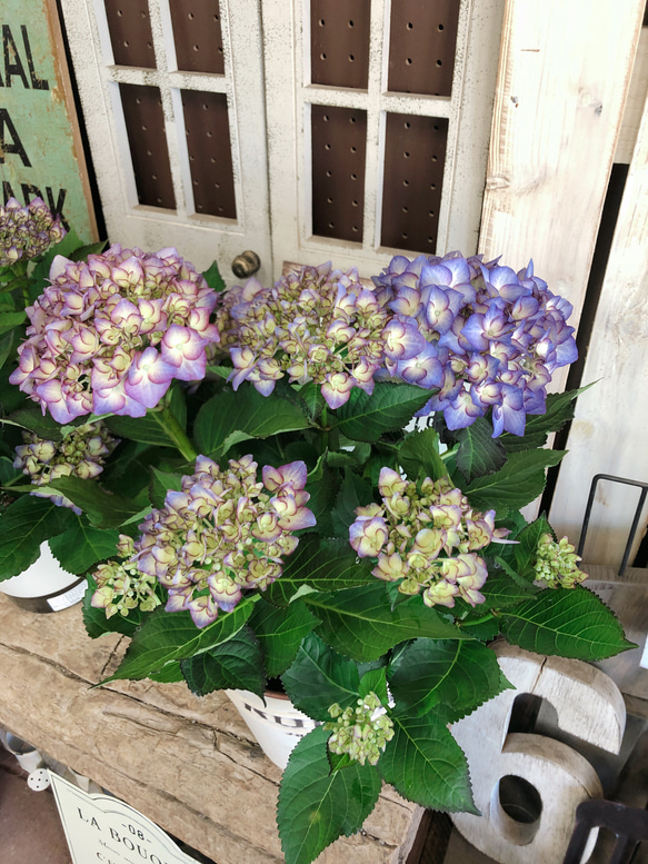 再販ラスト♡【アンティークカラー系あじさい】おしゃれな紫陽花♡毎年楽しめる季節のお花♡プレゼントにも♪ 6枚目の画像