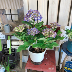 再販ラスト♡【アンティークカラー系あじさい】おしゃれな紫陽花♡毎年楽しめる季節のお花♡プレゼントにも♪ 7枚目の画像