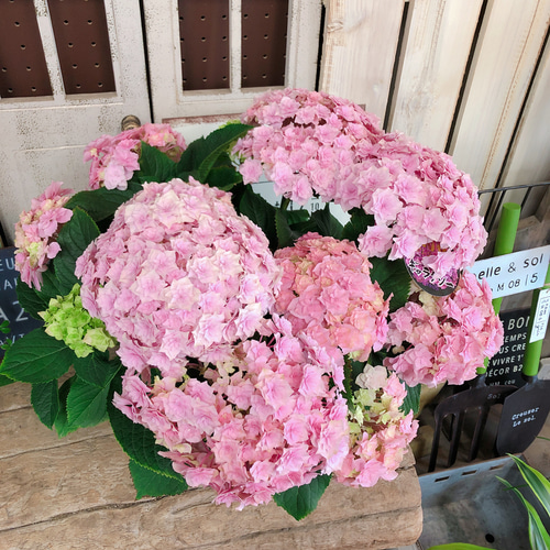 現品ラスト♡【星咲きピンク系あじさい ギャラクシー】おしゃれな