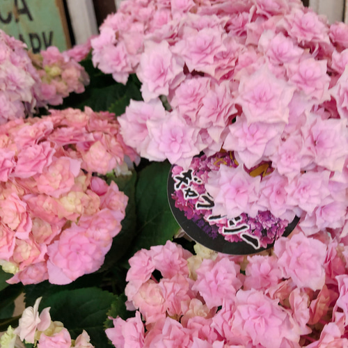 【JYキラキラ様おまとめ】ピンクのお花を運んできたよ♡＊シーグラスアート JYキラキラ様おまとめ】ピンクのお花を運んできたよ