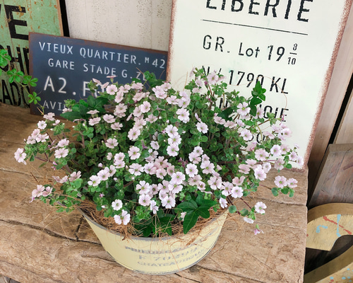 再販ラスト♡春ガーデニング【カーペットかすみ草】可愛い小花