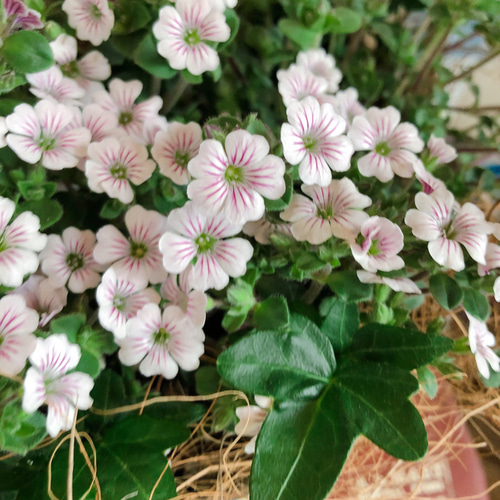 再販ラスト♡春ガーデニング【カーペットかすみ草】可愛い小花