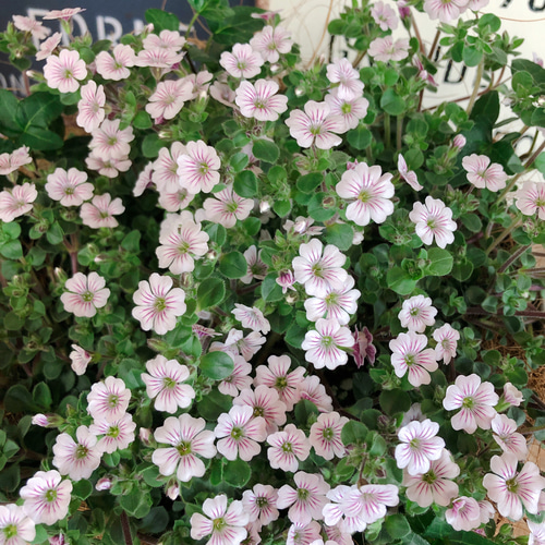 ラスト♡春ガーデニング【カーペットかすみ草】可愛い小花
