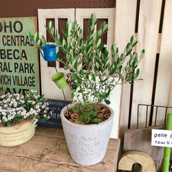 オリーブ寄せ植え　陶器鉢植え　苗 現品のみ♡ピックつき【オリーブ 寄せ植え】人気ブランド♡オシャレな