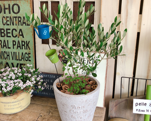 オリーブ様 1_1ff6e66ccc4a77f83238ec76255c