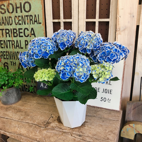 紫陽花⭐️ブルーセット⭐️ふるふる⭐️ホットチボリ⭐️風姿花伝⭐️3鉢セット 新作♡【オシャレなブルー系あじさい ホットチボリ】おしゃれな紫陽花