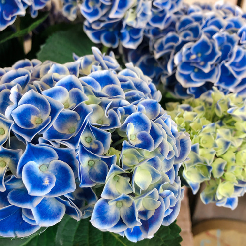 新作♡【オシャレなブルー系あじさい ホットチボリ】おしゃれな紫陽花