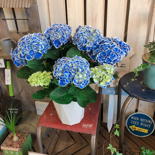 新作♡【オシャレなブルー系あじさい ホットチボリ】おしゃれな紫陽花