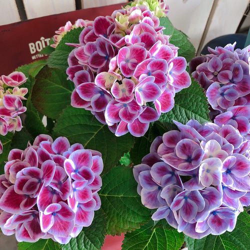 midorinpee様専用 紫陽花 アジサイ ホットチボリマーブルピンク