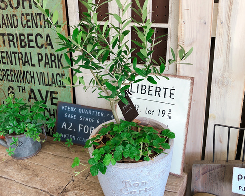 新作♡現品【オリーブの木 寄せ植え】人気ブランド♡素敵な陶器鉢