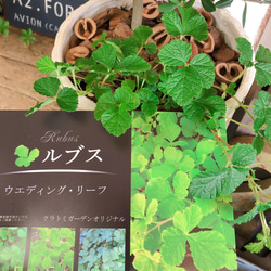 新作♡現品【オリーブの木 寄せ植え】人気ブランド♡素敵な陶器鉢♪オシャレなグリーンガーデニング 6枚目の画像