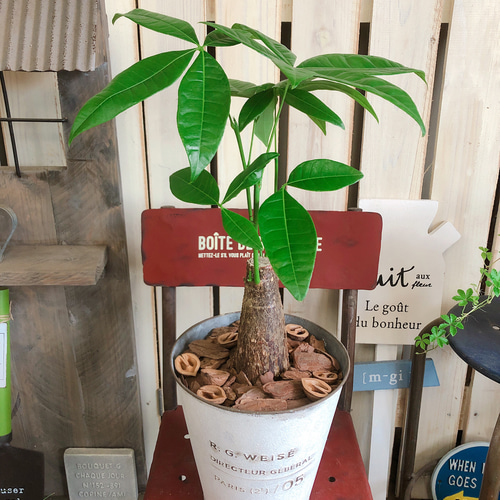 新作♡【パキラ】人気！育てやすい観葉植物♡ホワイト系ブリキ鉢