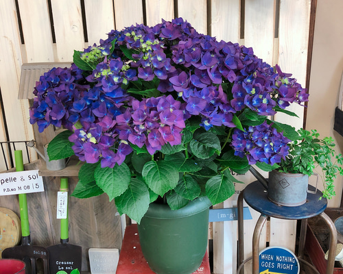 ☆新品未使用☆ディープ・パープル☆SUPER DUNLOP🛞 #gainer #gainersieg #11号車 #スーパーgt #supergt