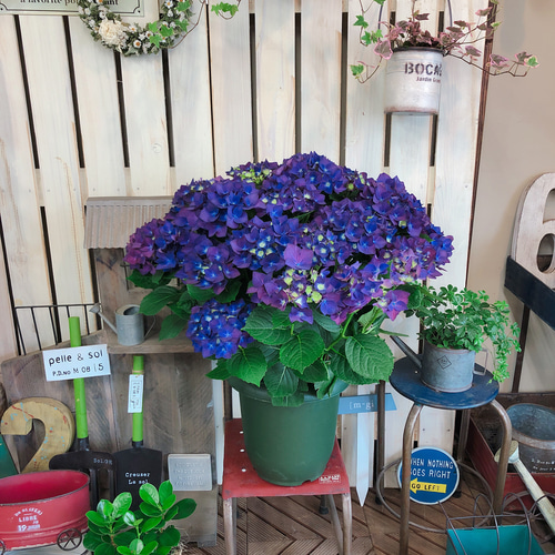 ☆新品未使用☆ディープ・パープル☆SUPER DUNLOP🛞 #gainer #gainersieg #11号車 #スーパーgt #supergt