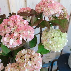 可愛い♡【ピンクオオデマリ】優しいピンク♡毎年楽しめる季節のお花♡ボリューム満点 2枚目の画像