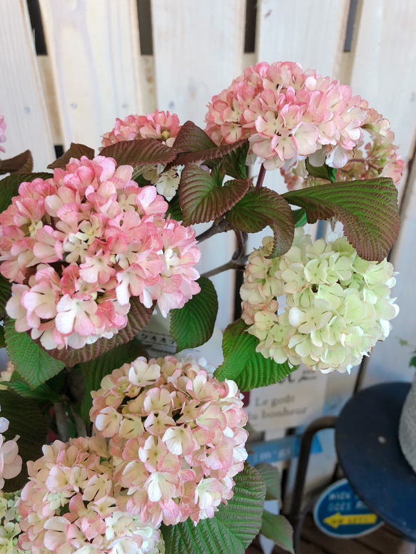 可愛い♡【ピンクオオデマリ】優しいピンク♡毎年楽しめる季節のお花♡ボリューム満点 2枚目の画像