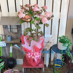 可愛い♡【ピンクオオデマリ】優しいピンク♡毎年楽しめる季節のお花♡ボリューム満点 3枚目の画像