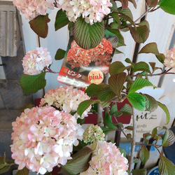 可愛い♡【ピンクオオデマリ】優しいピンク♡毎年楽しめる季節のお花♡ボリューム満点 4枚目の画像