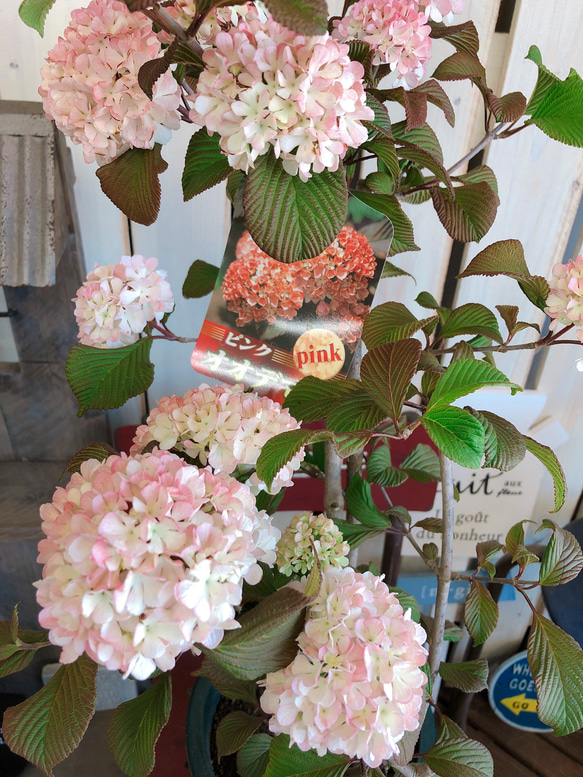 可愛い♡【ピンクオオデマリ】優しいピンク♡毎年楽しめる季節のお花♡ボリューム満点 4枚目の画像