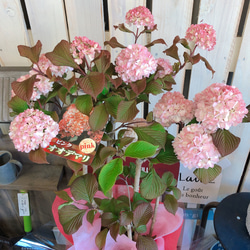 可愛い♡【ピンクオオデマリ】優しいピンク♡毎年楽しめる季節のお花♡ボリューム満点 5枚目の画像