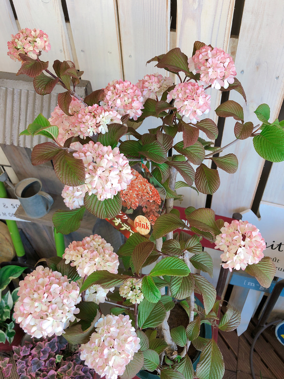 可愛い♡【ピンクオオデマリ】優しいピンク♡毎年楽しめる季節のお花♡ボリューム満点 7枚目の画像