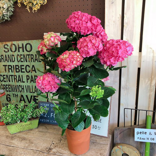 半額SALE♡フリル咲きアジサイ【スタンド型 レッドあじさい】素敵な