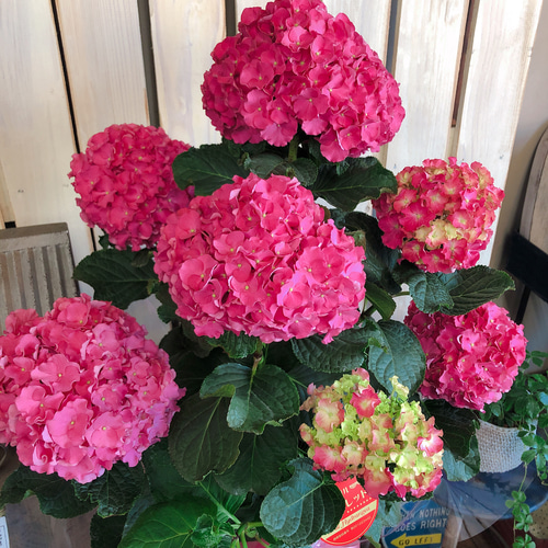 半額SALE♡フリル咲きアジサイ【スタンド型 レッドあじさい