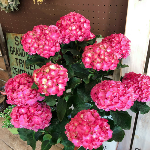 半額SALE♡フリル咲きアジサイ【スタンド型 レッドあじさい】素敵な